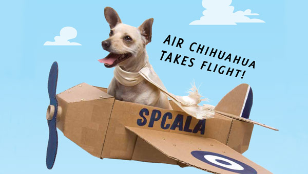 dog in a flying cardboard box